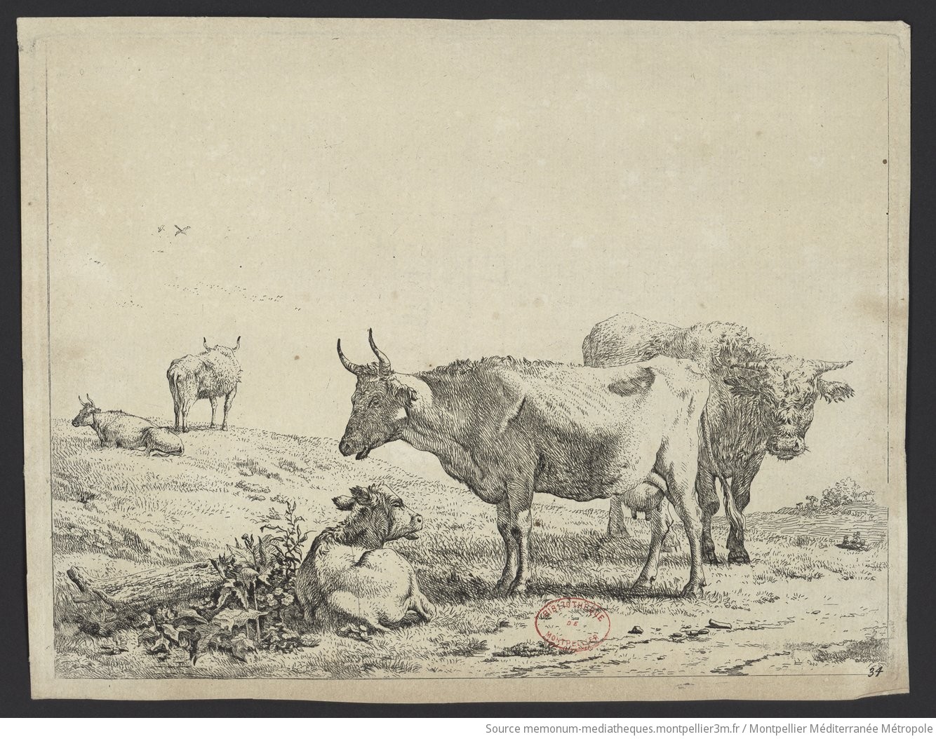 Vaches et veaux
