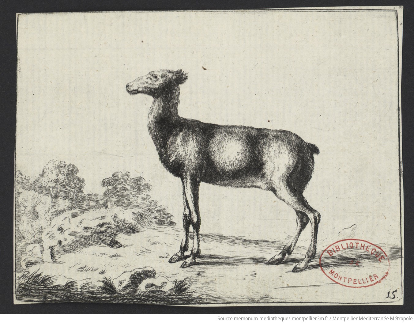 Biche