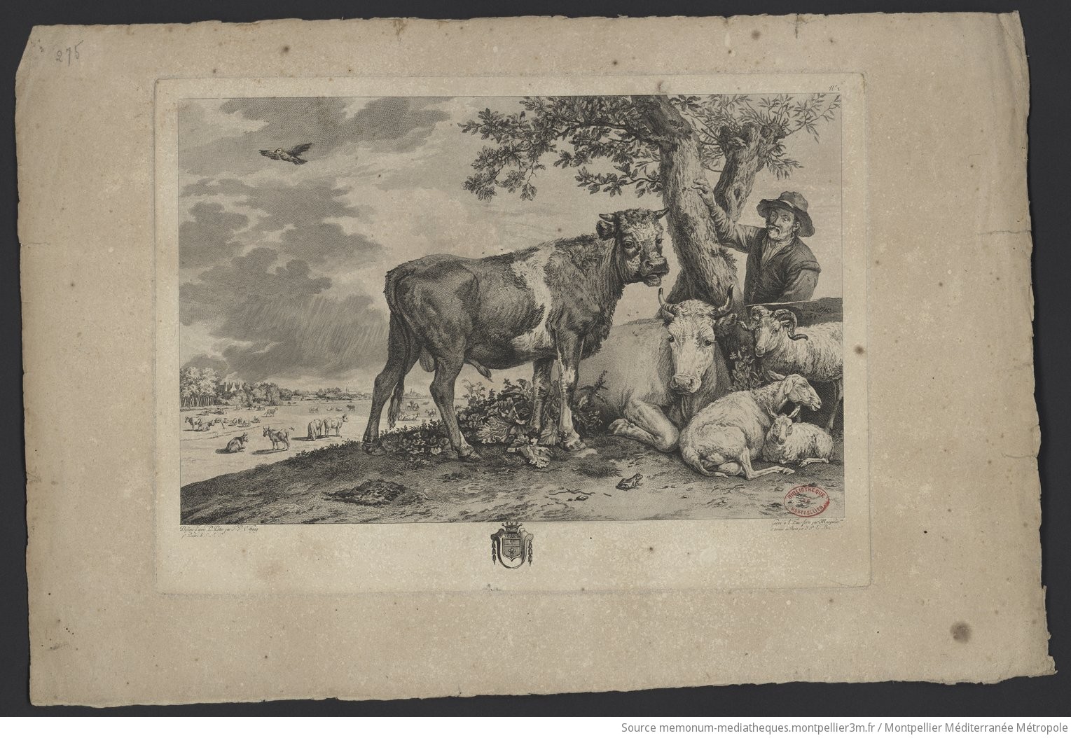 Le jeune taureau