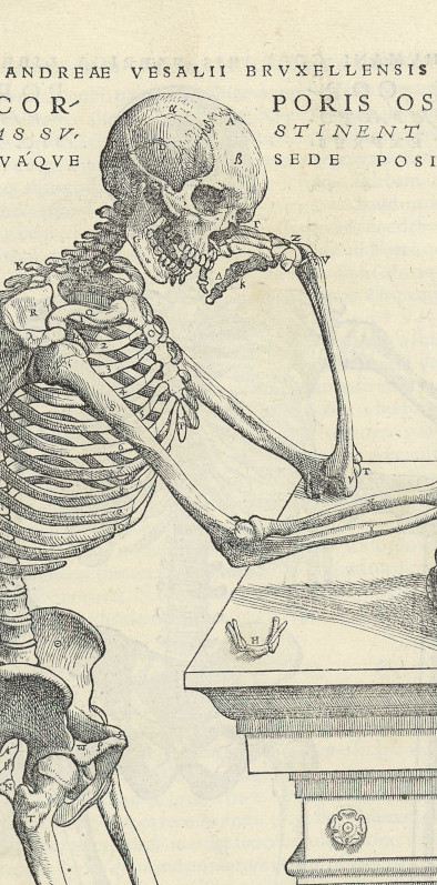 Vignette Art et anatomie squelette Vesale