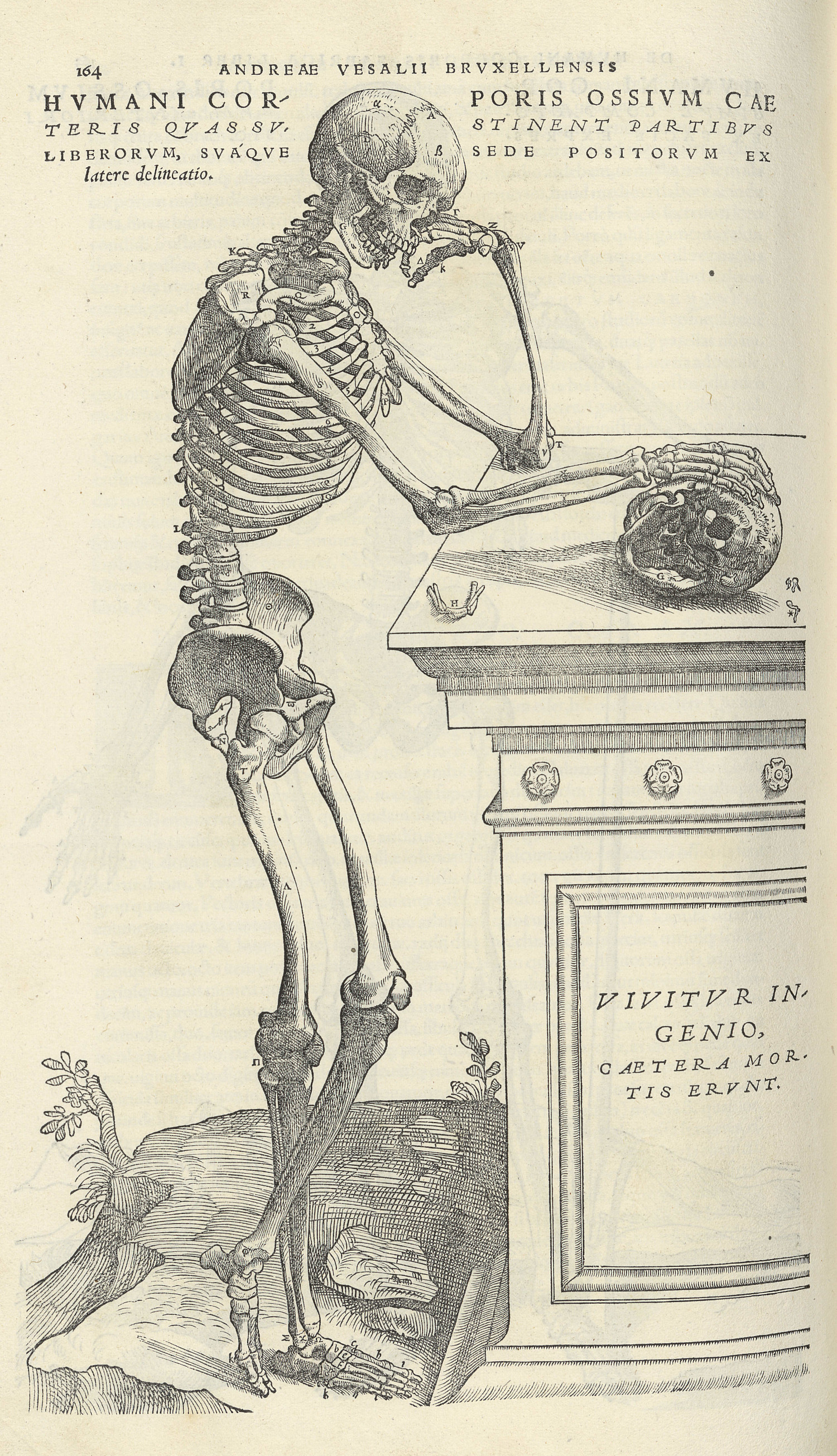 Planche anatomique