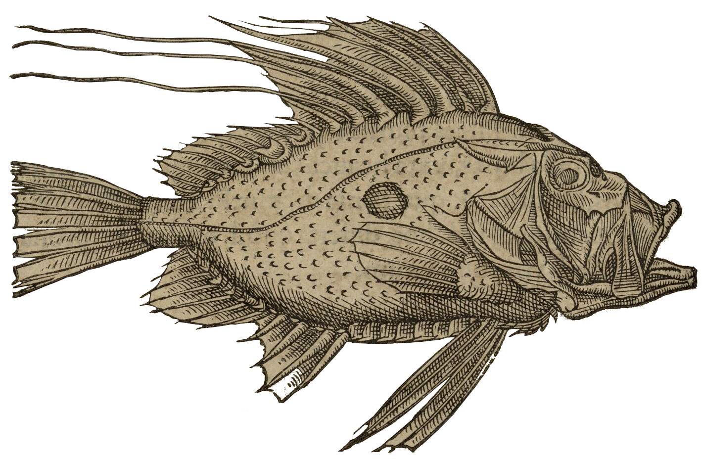 gravure noir et blanc poisson rondelet